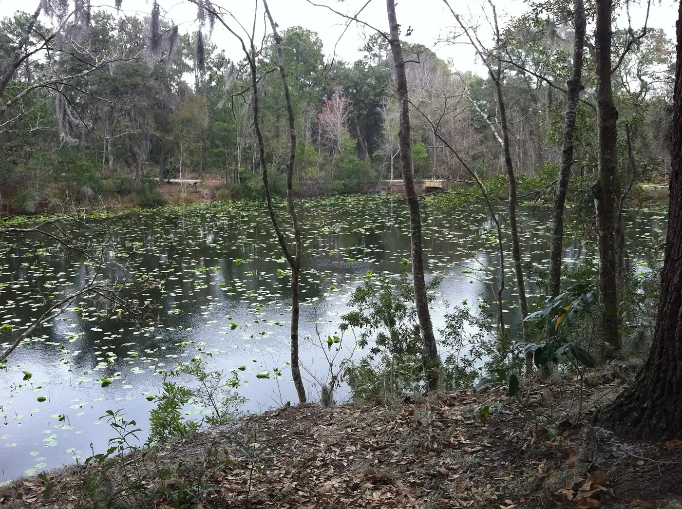 Lake Ray at the Jacksonville Arboretum and Botanical Gardens, home of the new Family Fall Fest.