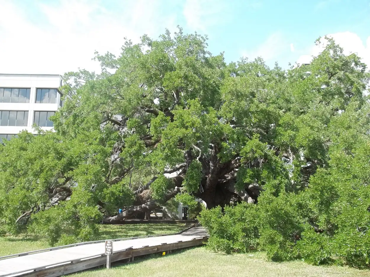 The Treaty Oak in Jessie Ball duPont Park on Prudential Drive, on Jacksonville's Southbank.