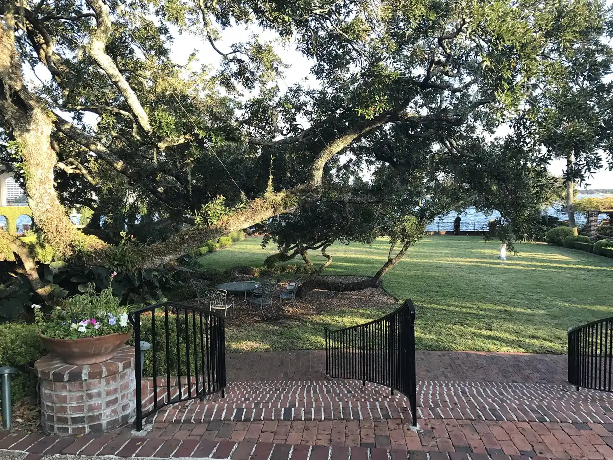 A live oak hung with Spanish moss in the gardens of the Cummer Museum of Art and Gardens on Riverside Avenue in Jacksonville.